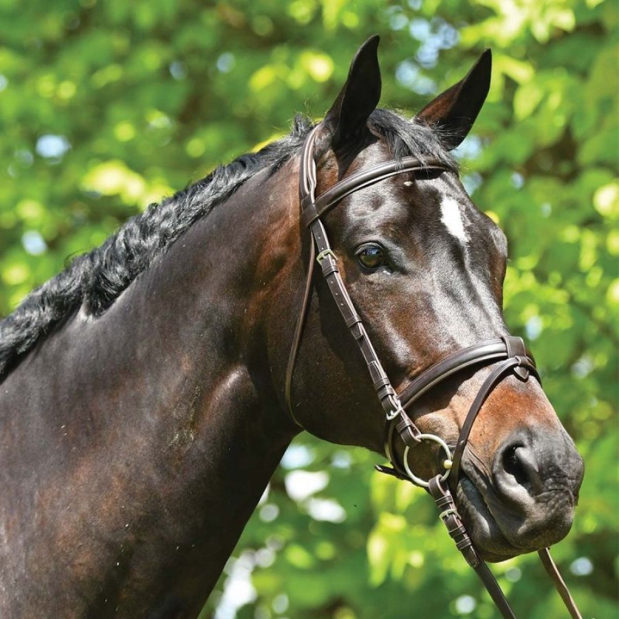 Grainge Elite Eventing Bridle