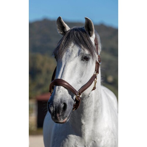 Alternative view of LeMieux Anatomic Headcollar Brown