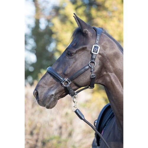 Alternative view of LeMieux Anatomic Headcollar Black