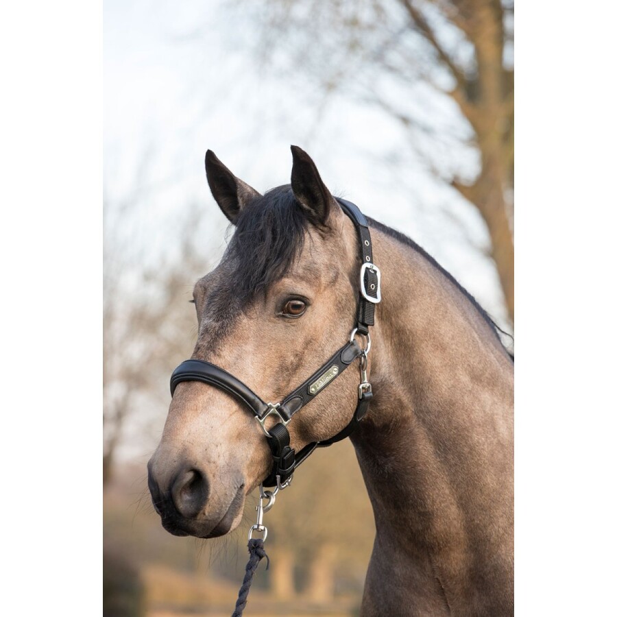 LeMieux Capella Headcollar - Image 7