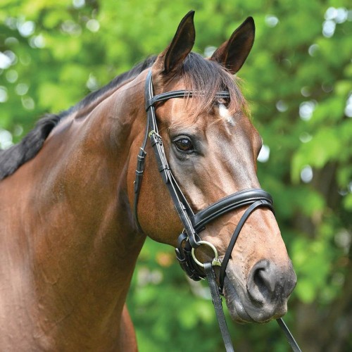 Eurohunter Dressage Snaffle Bridle