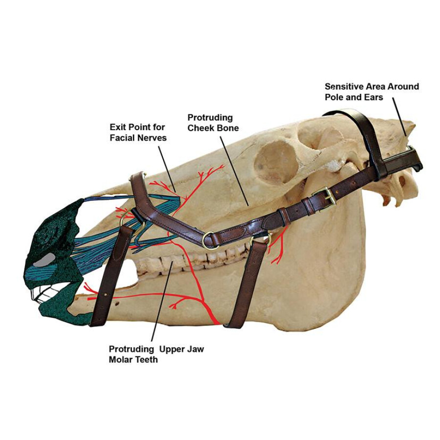 Rambo Micklem Original Competition Bridle - Image 2