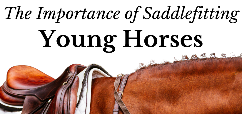 The importance of Saddlefitting young Horses