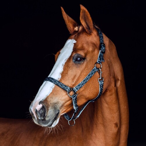 Alternative view of Horze Claremont Halters