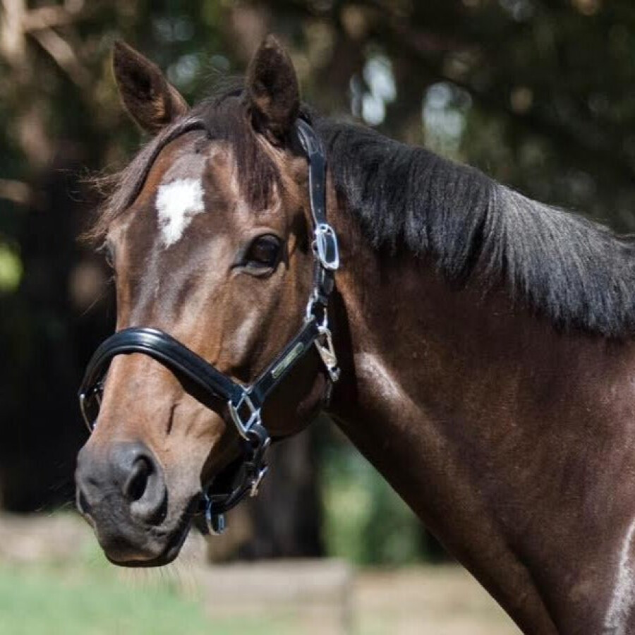Lumiere Alize Leather Halter - Image 3