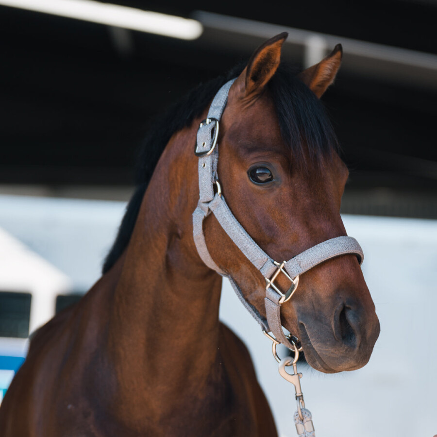 Eurohunter Glitter Halter - Image 5