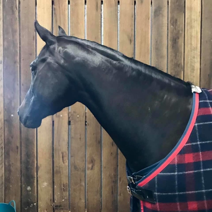 Hairy Pony Essential Oil Coat Conditioner - Image 3