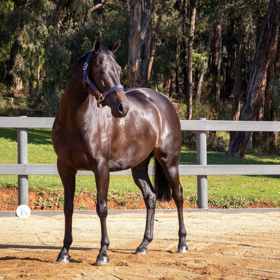Hairy Pony Essential Oil Coat Conditioner - Image 2