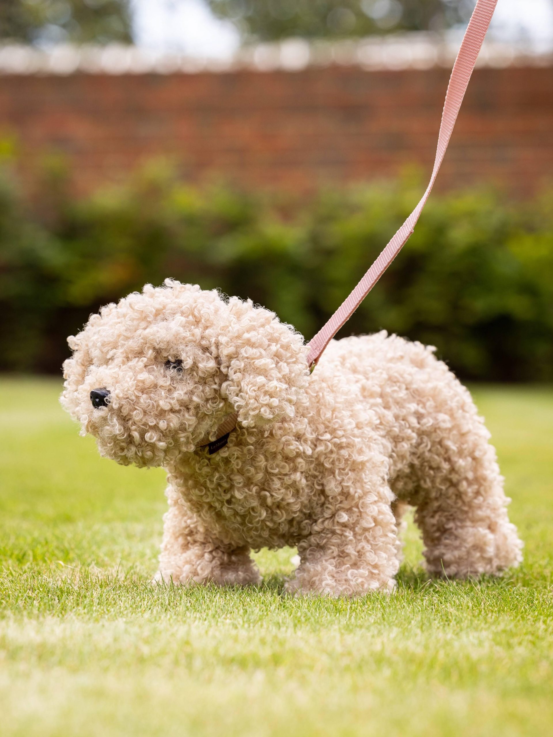 LeMieux Toy Dog Cockapoo Chester - Image 2