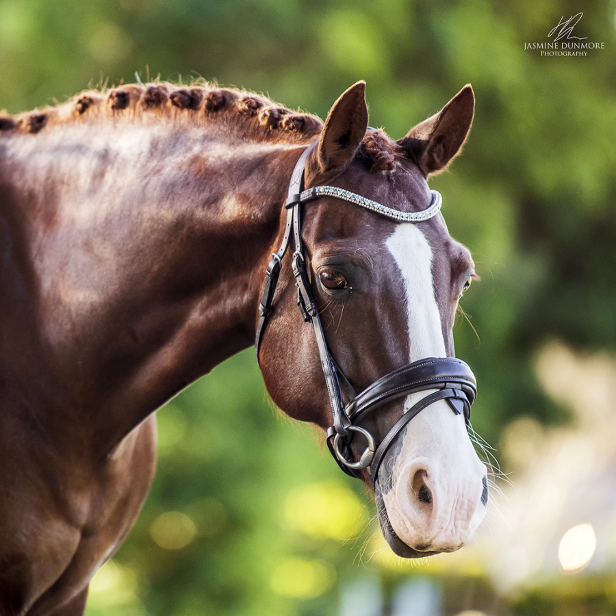 Lumiere Anastasia Convertible Leather Bridle Black
