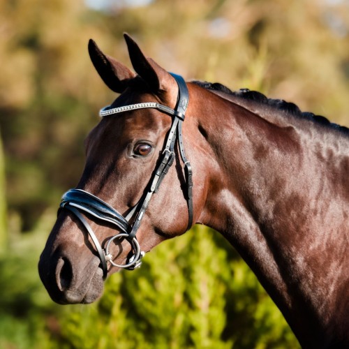 Lumiere Adeline Bridle- Hanoverian