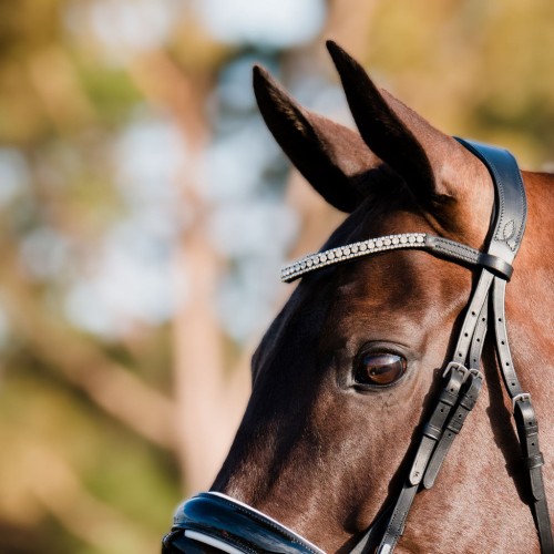 Alternative view of Lumiere Adeline Bridle- Hanoverian