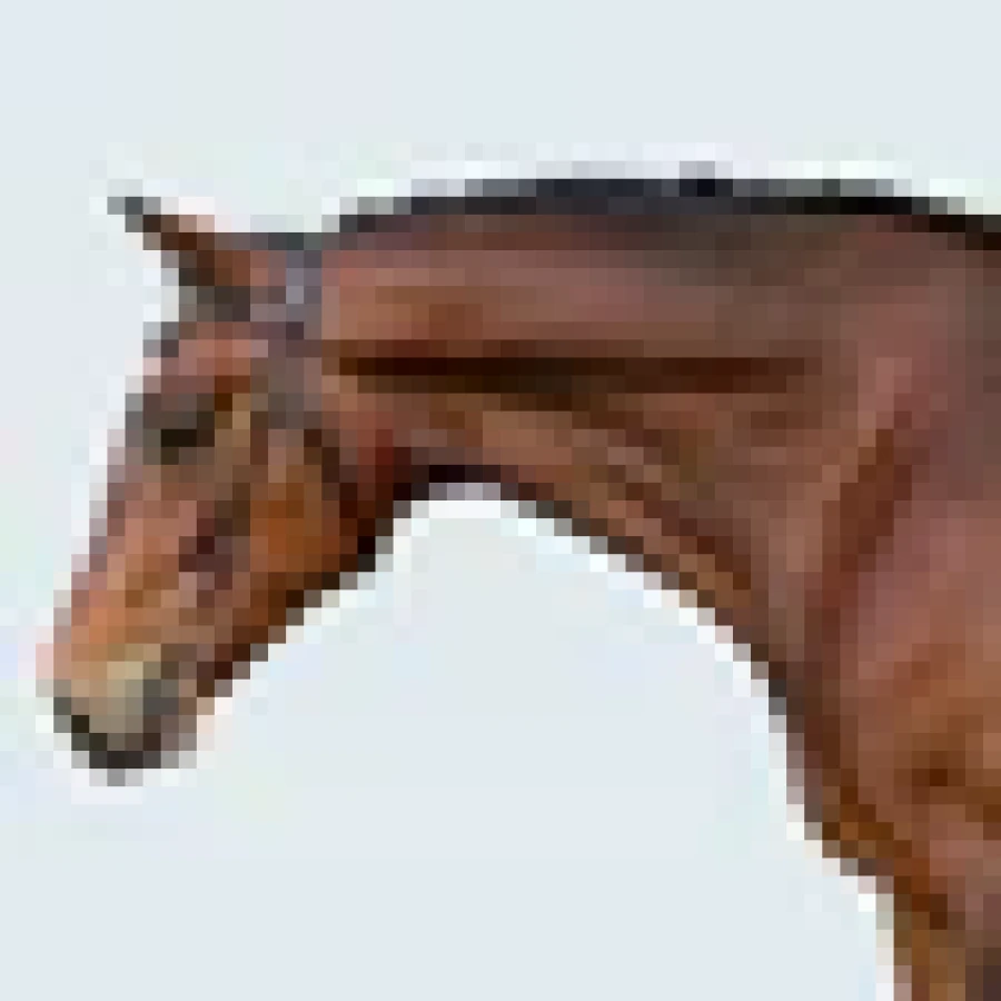 Lumiere Sienna Nosebandless Bridle - Image 2