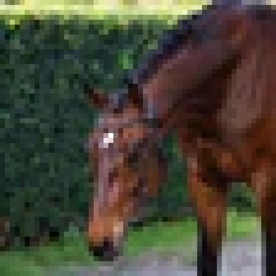 Lumiere Sienna Nosebandless Bridle - Image 3