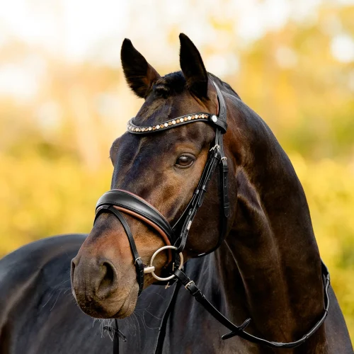 Lumiere Pippa Bridle